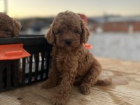 Kore kan toy red brown poodle