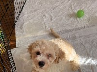 2 aylık erkek maltipoo