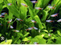 Dört adet sağlıklı Neon Tetra