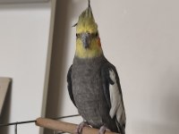 Sağlıklı Erkek Sultan Papağanı