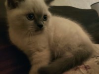 2 aylık british shorthair