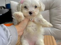 2 aylık maltese terrier yavruları