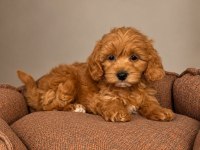 Babyface Maltipoo Yavrularımız
