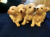Maltese teacup yavru