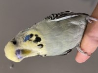 Renk Güzeli Kuşumuz Paşa