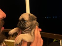Gül kuyruk pug erkek bebek
