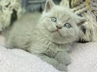 Top kafa British shorthair