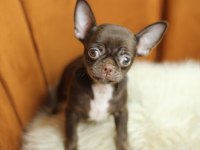 Chocolate Chihuahua Yavrusu