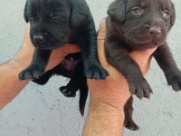 Labrador yavru köpekler
