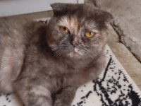 Scottish fold kedimiz pakize yeni yuvasını arıyor
