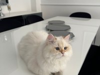 British Longhair Kedimiz