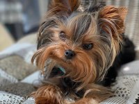 Teacup çanta köpeği