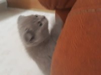 Bu tatliş scottish fold senin olsun