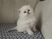 Ev Bebeği British Longhair İstanbul