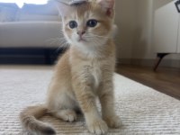 British Shorthair Golden