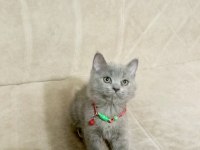Saf kan british shorthair kediler