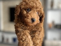 4 Aylık Erkek Toy Poodle