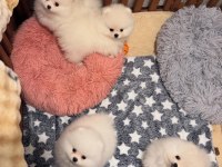 Kartopu Pomeranian Bebekler Geldi