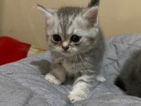 British shorthair silver tabby