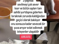 Ücretsiz sahiplendirilecek kedimiz