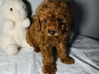 Kore Toy Poodle Elden Teslim