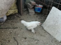 Süs tavukları