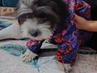 Maltese terrier erkek