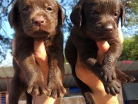 Çikolata nutella labrador tatlışlar