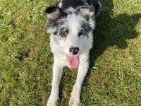 Safkan Border Collie yavruları