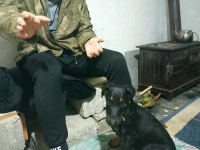 Alanını koruyan akıllı sahibine çok düşkün Doberman köpeği