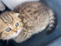 Yavru kedim scottish fold