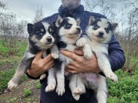 Sibirya yavru köpeklerimiz
