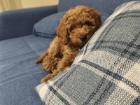 Toy poodle köpeği 3 aylık
