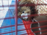 6 aylık dişi ginepig kafesiyle