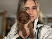12 yıllık üreticiden maltipoo yavruları