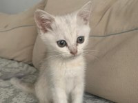 British shorthair Dişi 73 günlük yavru