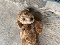 Poodle 5 Aylık En Mini Boy