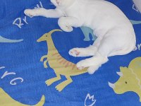 10 aylık beyazım british shorthair