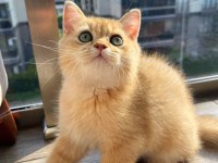 Full şecereli golden erkek yavrumuz british longhair