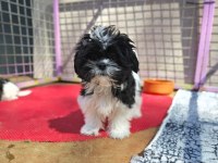 Shih tzu yavrularımızı kaçırmayın