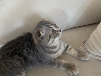 YAVRU SCOTTİSH FOLD TABBY