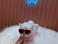 Blue Point Silver cins kedi