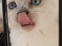 Blue point british shorthair rezerve ye açık