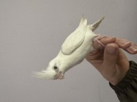 Cinnamon Albino Kırmızı Göz Sultan Papağanı