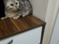 İngiliz ırkı kedimiz