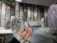 Scottish fold 7-8 aylık erkek kedimiz