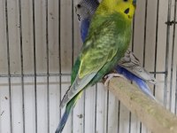 Hazır Yumurtalı Rainbow Muhabbet Kuşu Takımlar
