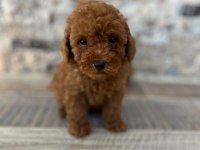 Biblo Güzelliğinde Red Brown Teacup Poodle Bebekler