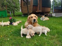 Golden Retriever Yavrular İçin Ulaşabilirsiniz