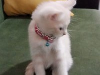 2 aylık british kedi Kuru mama yiyor tuvalet eğitimi var
